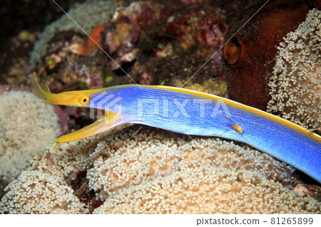 Blue Ribbon Eel, Rhinomuraena quaesita 81265899
