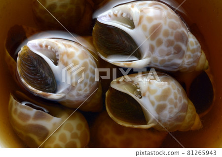 Bull shell 81265943