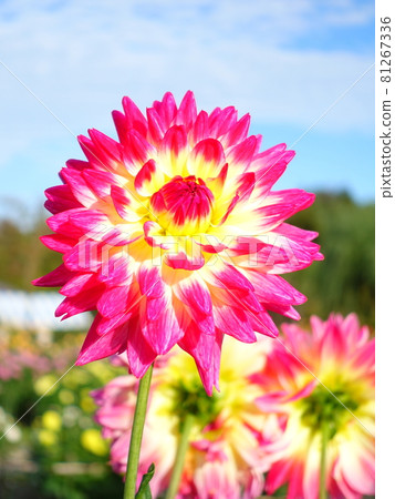 Dahlia in full bloom 81267336