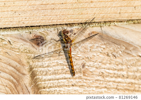 Close up of Common Darter dragonfly - sympetrum striolatum - in County Donegal - Ireland. 81269146