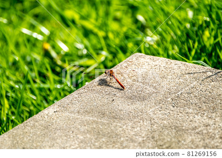 Close up of Common Darter dragonfly - sympetrum striolatum - in County Donegal - Ireland. 81269156