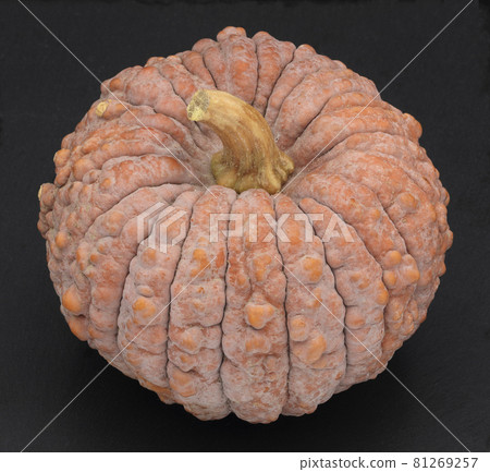 菊花南瓜（日本南瓜） 81269257