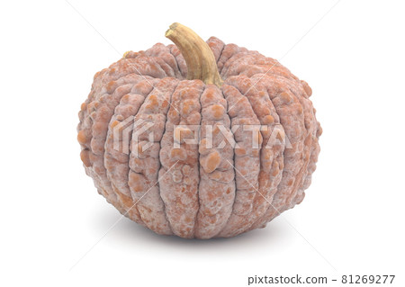 Chrysanthemum pumpkin (Japanese pumpkin) 81269277