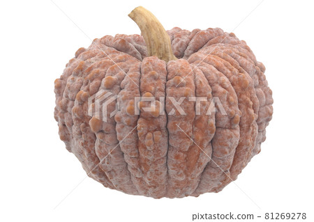 Chrysanthemum pumpkin (Japanese pumpkin) Chrysanthemum pumpkin (Japanese pumpkin) 81269278