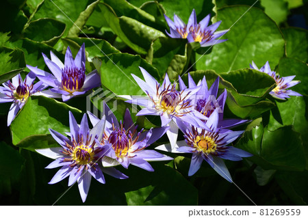 熱帶睡蓮 (Ninfair colorata) 熱帶睡蓮 (Ninfair colorata) 81269559
