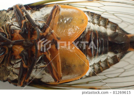 熊澤米的腹部瓣膜 熊澤米的腹部瓣膜 81269615