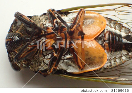 熊澤米的腹部瓣膜 熊澤米的腹部瓣膜 81269616