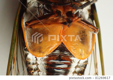 熊澤米的腹部瓣膜 熊澤米的腹部瓣膜 81269617