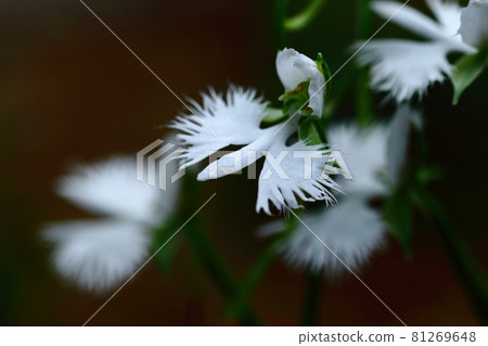 Egret flying in the sky Egret flying in the sky 81269648