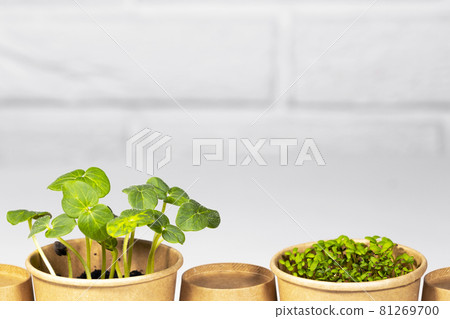 Paper eco cup with fresh green micro greens salad lined up. Different herb and vegetables growing. Copyspace, Food Background, Seedling Paper eco cup with fresh green micro greens salad lined up. Different herb and vegetables growing. Copyspace, Food Background, Seedling 81269700