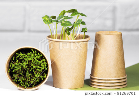 Micro green Plants in paper eco cup. Young green sprouts growing. Healthy eating concept. Light brick background. Copyspace, Eco Friendly Theme 81269701