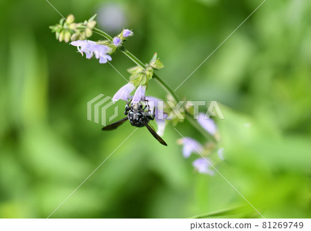 Blue bee that calls for happiness, Rurimon bee Blue bee that calls for happiness, Rurimon bee 81269749