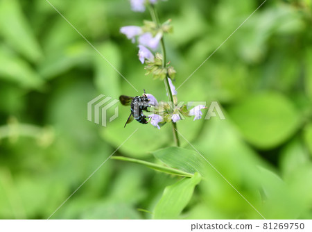 呼喚幸福的藍色蜜蜂 琉璃門蜜蜂 81269750