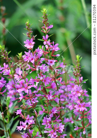 Flowers for Buddhist altars in Obon Flowers for Buddhist altars in Obon 81270394