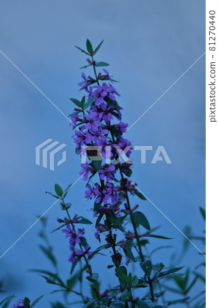 盂蘭盆節的佛壇花 盂蘭盆節的佛壇花 81270440