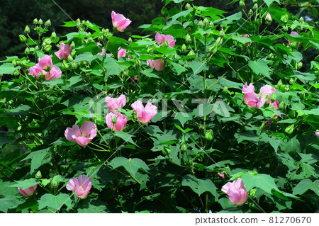 Flowers that symbolize the beauty of Japan 81270670