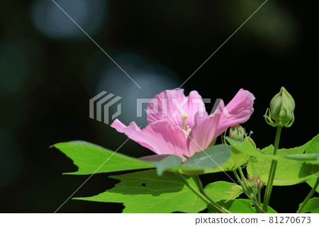 Flowers that symbolize the beauty of Japan 81270673