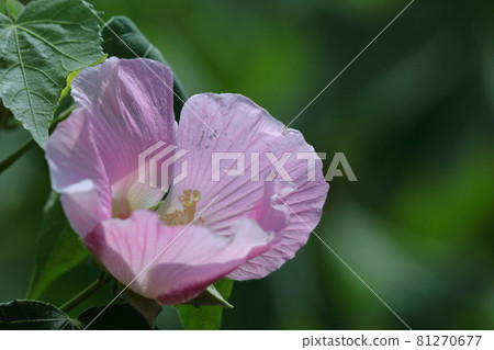 Flowers that symbolize the beauty of Japan 81270677