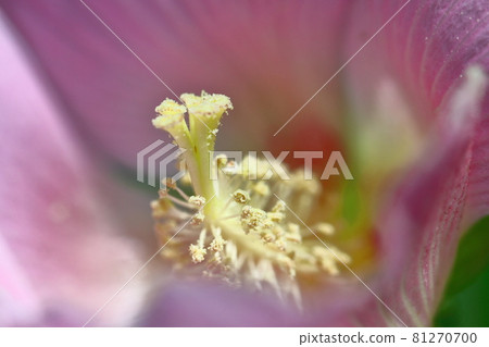 象徵日本之美的花 象徵日本之美的花 81270700