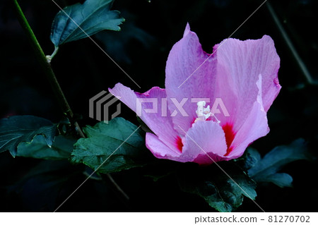 Flowers that symbolize the beauty of Japan 81270702