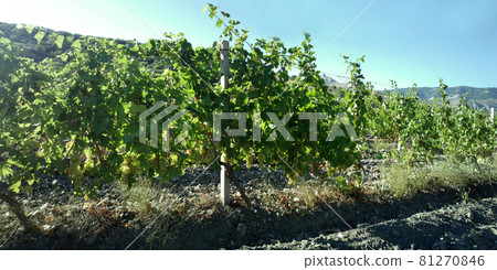 Reminder about taste of white wine. Sun filled vineyard is located on hillside. Reminder about taste of white wine. Sun filled vineyard is located on hillside. 81270846