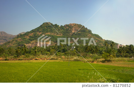 South India. Fields, groves of palm trees and a mansion in the foothills of the Cardamom mountains South India. Fields, groves of palm trees and a mansion in the foothills of the Cardamom mountains 81270852