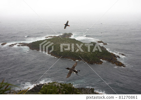 Pacific ocean birds on Islands Pacific ocean birds on Islands 81270861