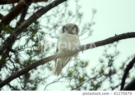 Hawk owl in taiga 81270879