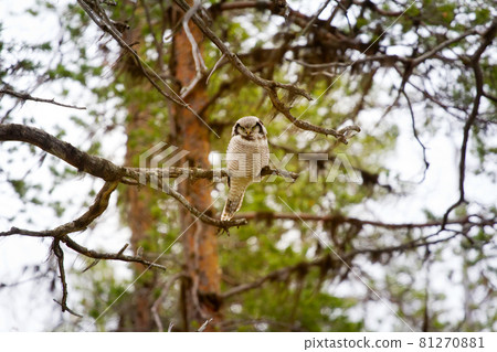 Hawk owl in taiga Hawk owl in taiga 81270881