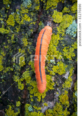 Catchy orange caterpillar of Sawfly on stone Catchy orange caterpillar of Sawfly on stone 81270890