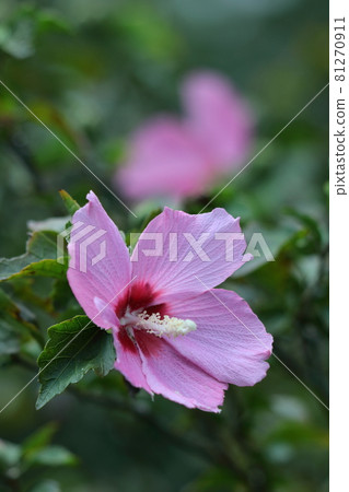 芙蓉般的花 芙蓉般的花 81270911