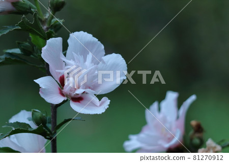 芙蓉般的花 芙蓉般的花 81270912