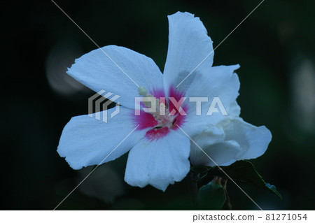 芙蓉般的花 81271054