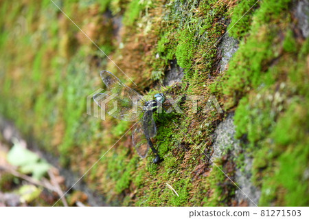 產卵期間的矢部延馬 產卵期間的矢部延馬 81271503