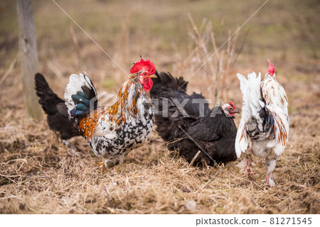 Roosters and hens walking around the poultry yard 81271545