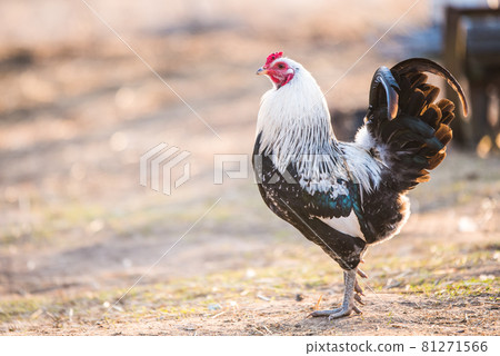 Motley rooster walks around the yard in village Motley rooster walks around the yard in village 81271566