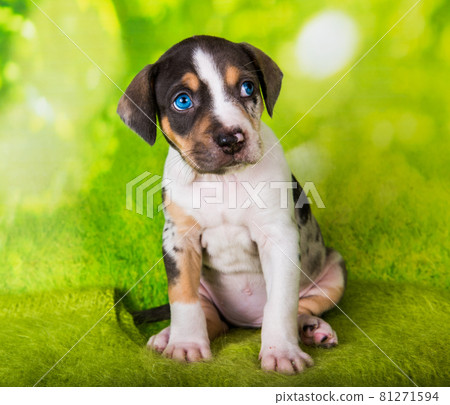 Louisiana Catahoula Leopard Dog puppy close up portrait 81271594