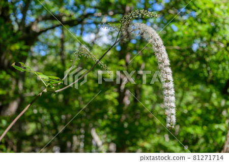 Sarashina Shuma 81271714