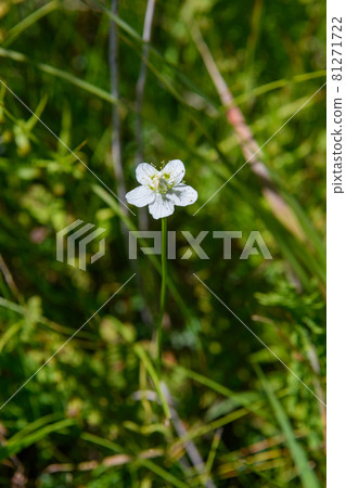 Umebachissau 81271722