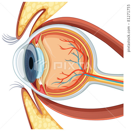 Diagram of human eyeball anatomy 81271755