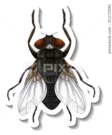 A sticker template with top view of fly isolated 81272090