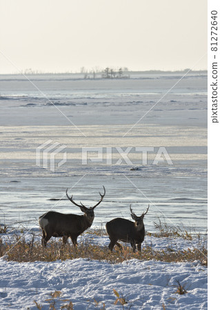 Yezo deer during meals 81272640