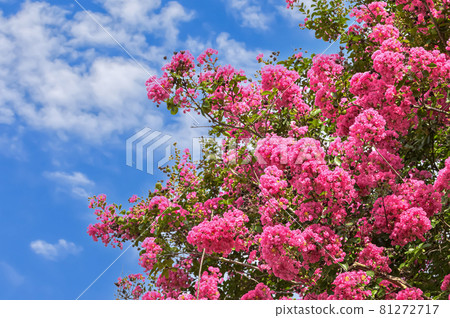Flower of crape mybs 81272717