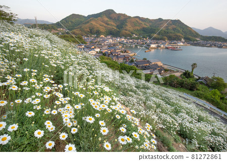 廣島縣尾道市,遠眺已廢除渡輪的重藝港的因島殺蟲劑菊畑 廣島縣尾道市,遠眺已廢除渡輪的重藝港的因島殺蟲劑菊畑 81272861