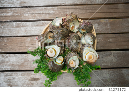 Freshly picked turban shell 81273172