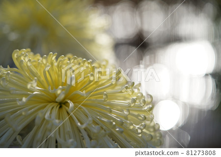 盛開的菊花花管(淺奶油色) 盛開的菊花花管(淺奶油色) 81273808