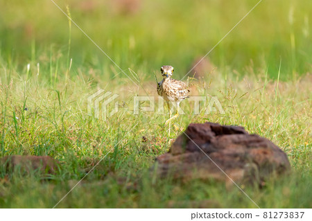 Indian stone curlew or Indian thick knee portrait in natural green background at ranthambore national park or tiger reserve sawai madhopur rajasthan india - Burhinus indicus 81273837