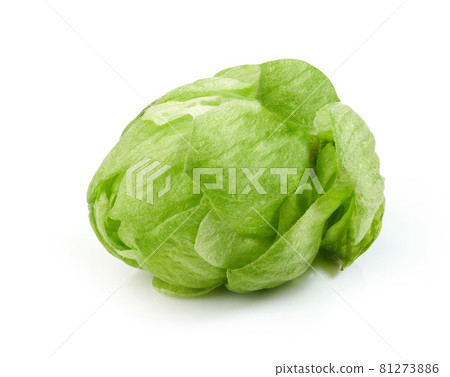 hop plant cone macro hop plant cone macro 81273886