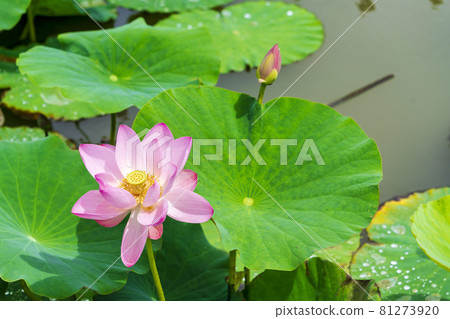 Chusonji Lotus in Atsukashi Chitose Park, Kunimi Town, Fukushima Prefecture Chusonji Lotus in Atsukashi Chitose Park, Kunimi Town, Fukushima Prefecture 81273920