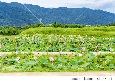 Chusonji Lotus in Atsukashi Chitose Park, Kunimi Town, Fukushima Prefecture 81273921